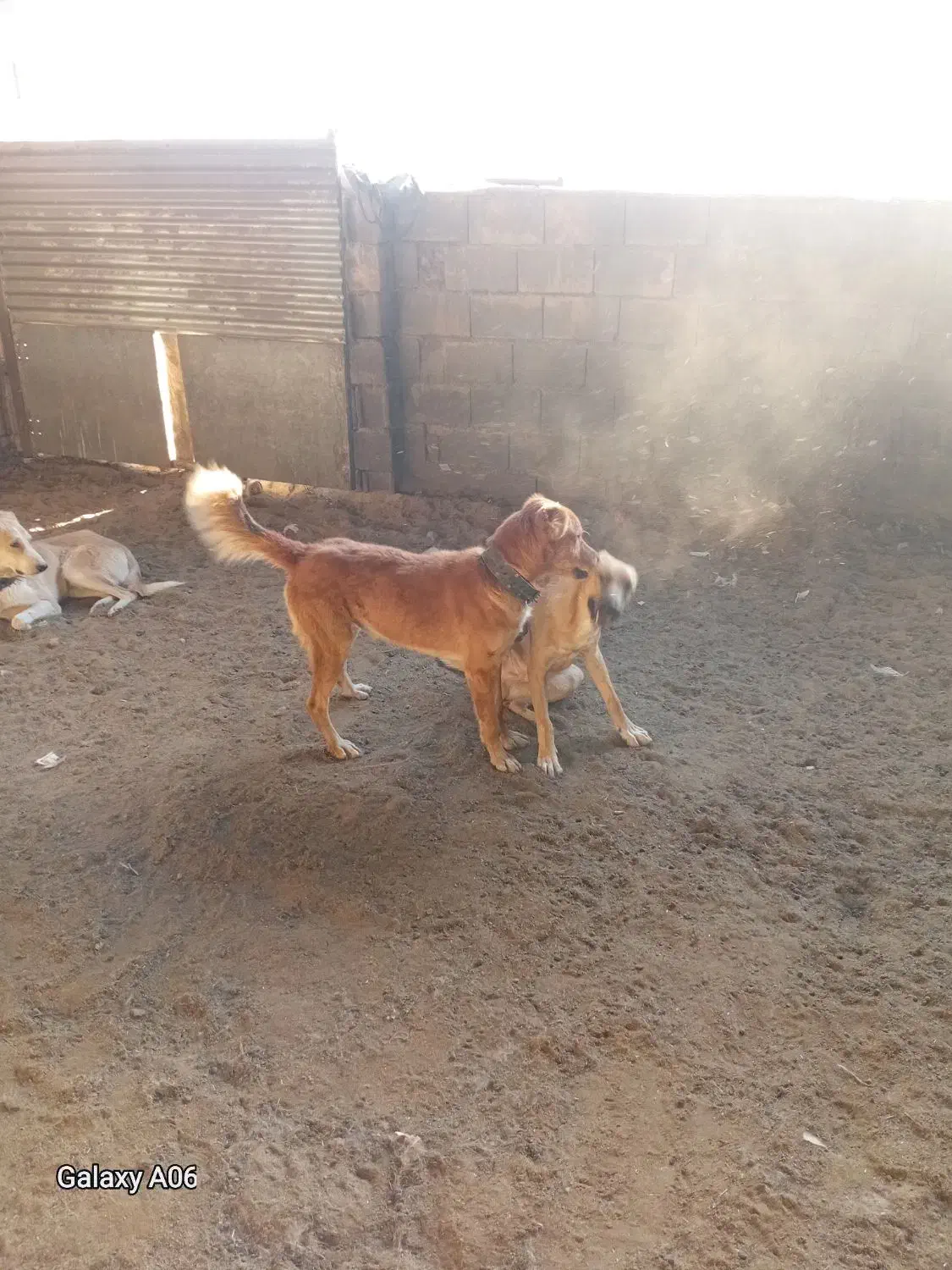 واگذاری سه غلاده سگ|سگ|شاهرود, |دیوار