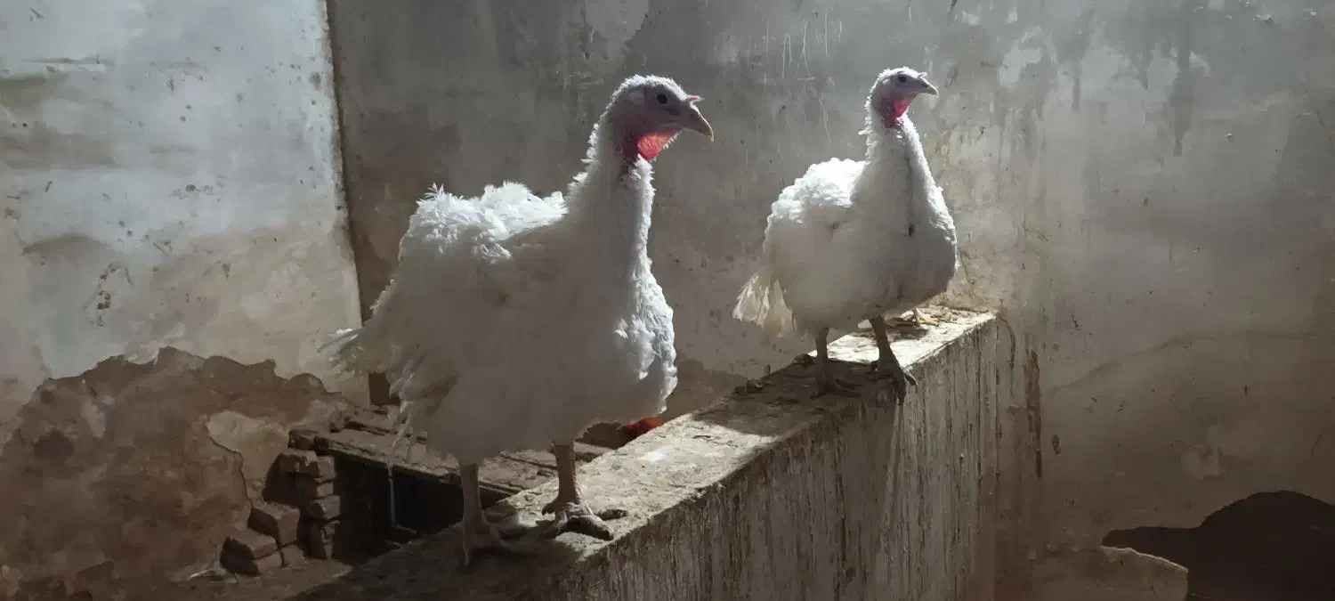 بوقلمون بیوتی ۶ وزن فوق سنگین|حیوانات مزرعه|شوط, |دیوار