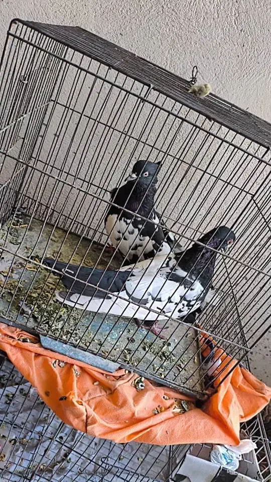 سینه سیاه|پرنده|کرمان, |دیوار