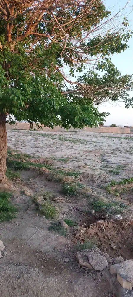 زمین مخصوص باغ و باغچه|فروش زمین و ملک کلنگی|جوادآباد, |دیوار