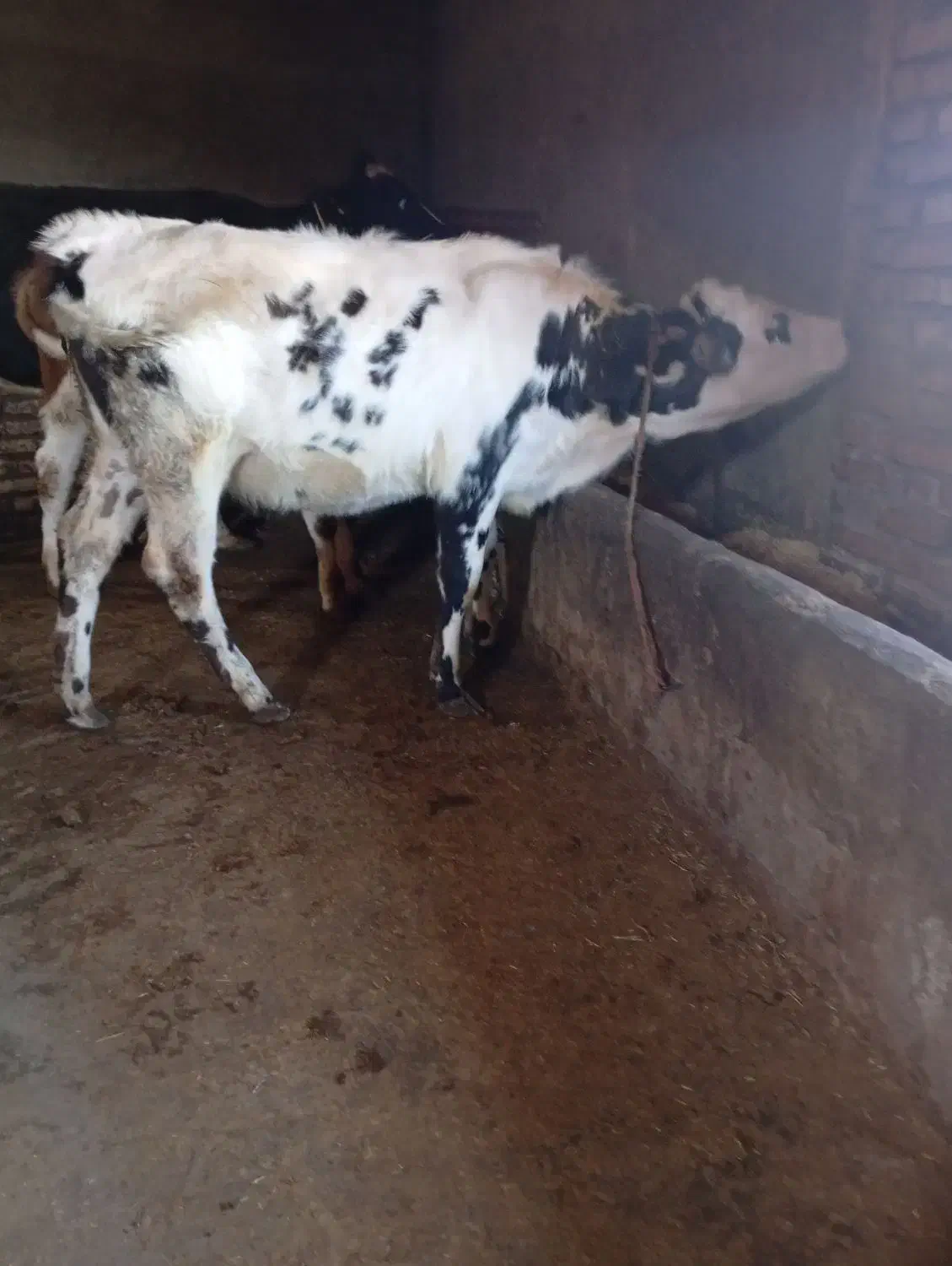 گوساله سیمیتال|حیوانات مزرعه|خاروانا, |دیوار