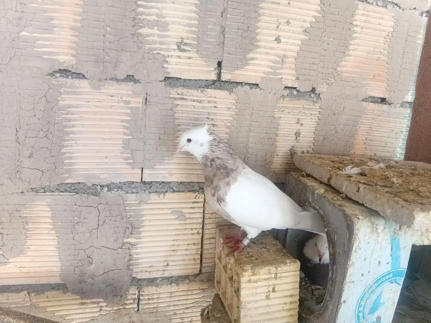 کبوتر|پرنده|دهاقان, |دیوار