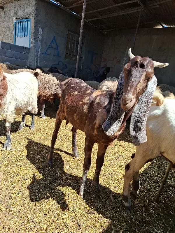 بزپاکستانی خوب یکساله|حیوانات مزرعه|تهران, سعیدآباد|دیوار