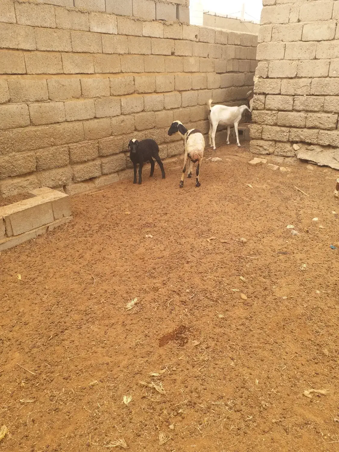 میش جوان با بره|حیوانات مزرعه|تخت, |دیوار