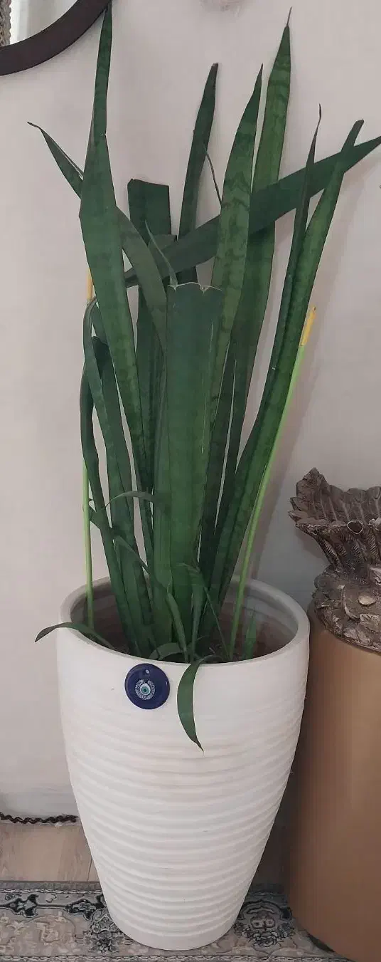 گل بنجمی|گل و گیاه طبیعی|رباط‌کریم, رباط‌کریم|دیوار