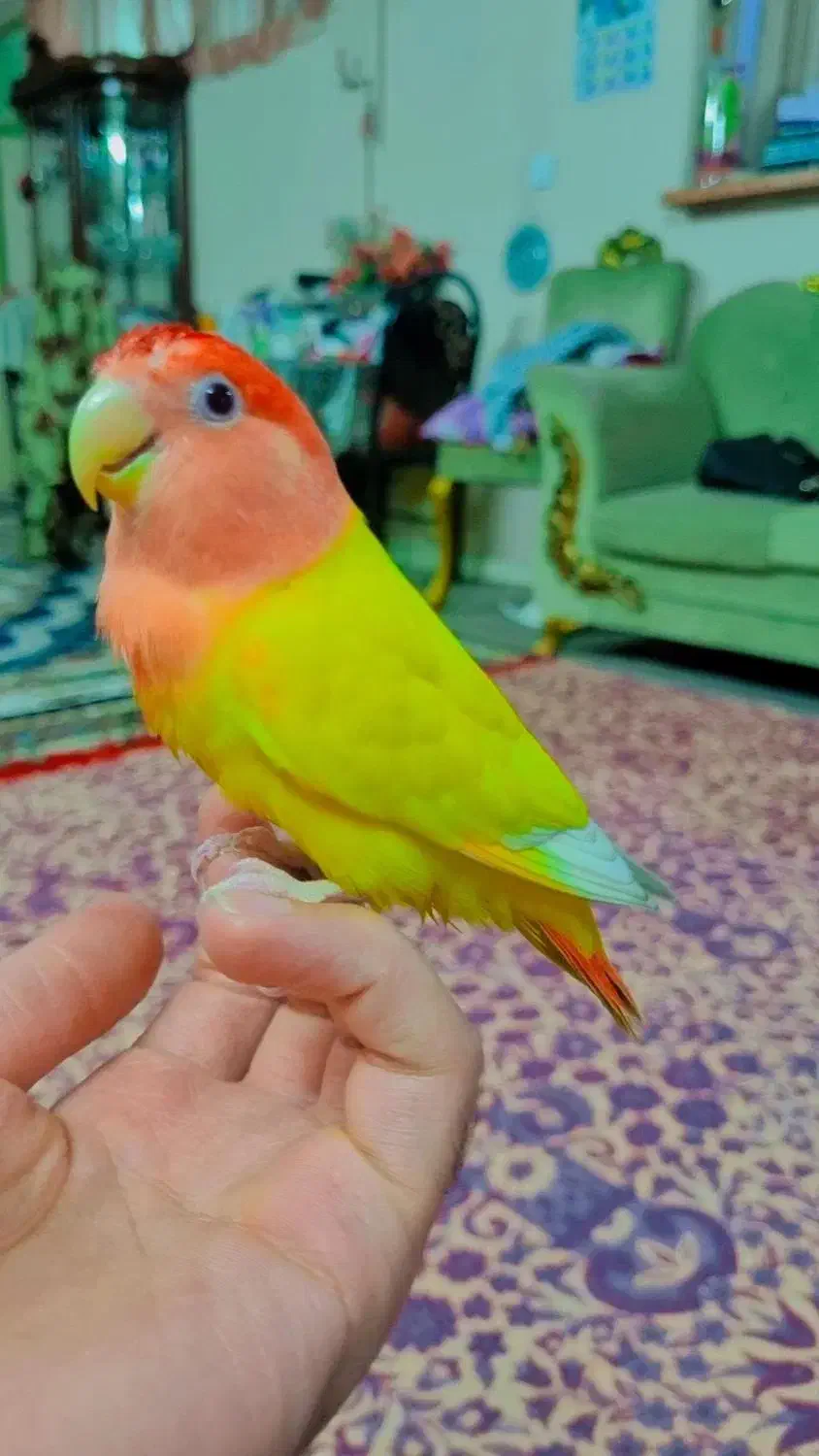 طوطی برزیلی|پرنده|ری, فیروزآبادی|دیوار