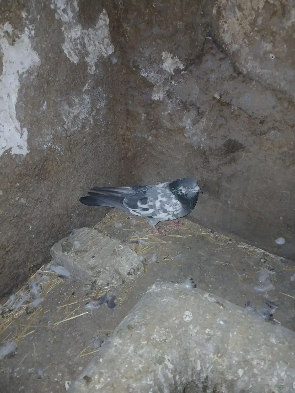 کبوتر|پرنده|کوهدشت, |دیوار