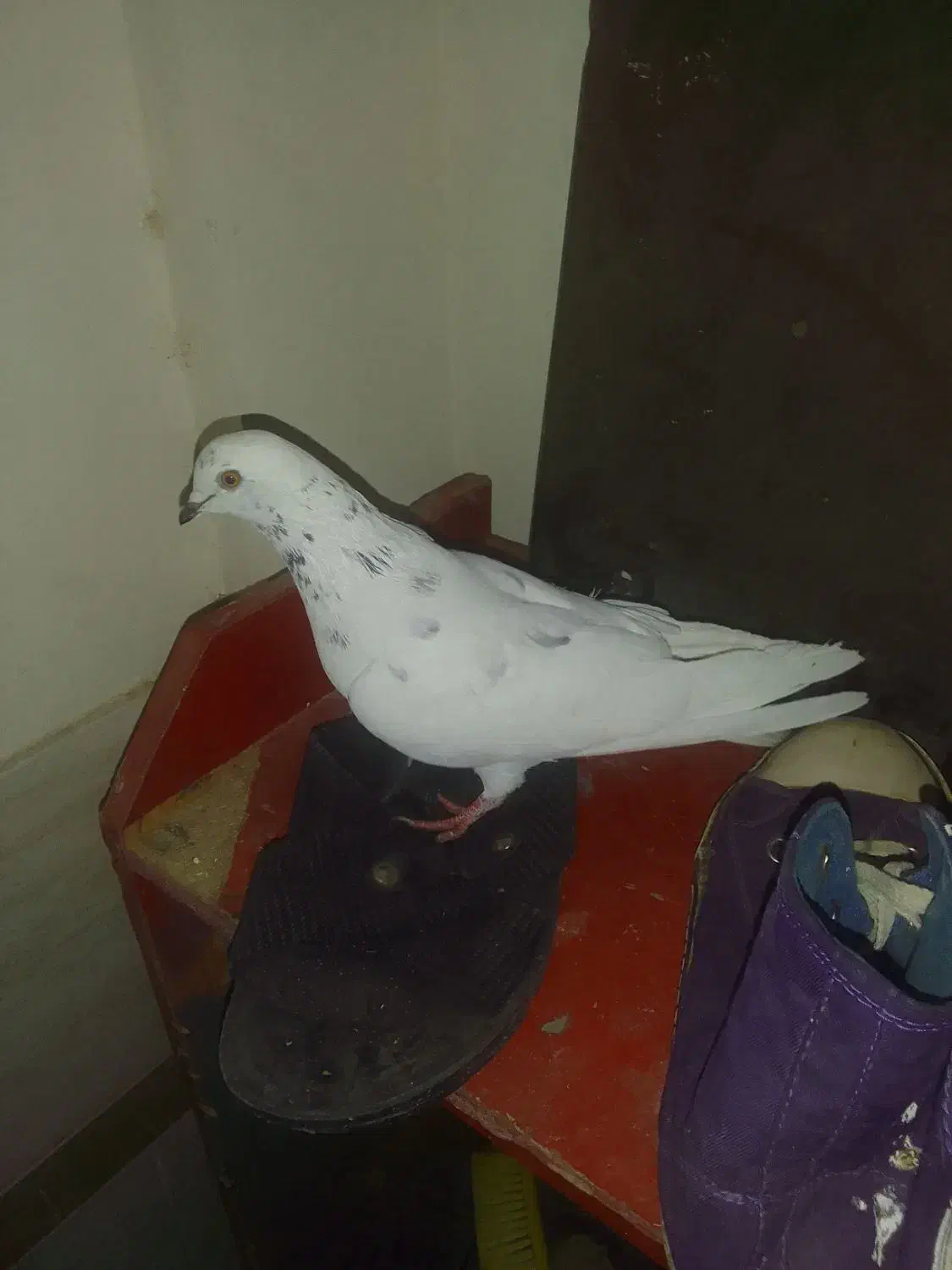 شیخ ماده شکار|پرنده|شاهین‌شهر, شهرک هشت بهشت|دیوار