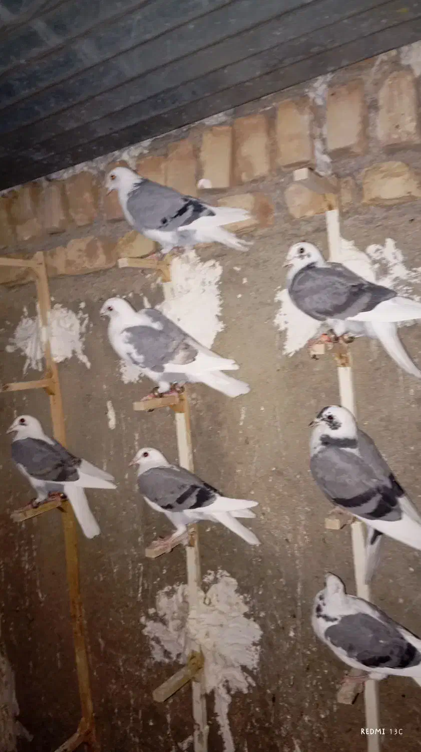 کبوتر کویتی گراف|پرنده|کاشمر, |دیوار