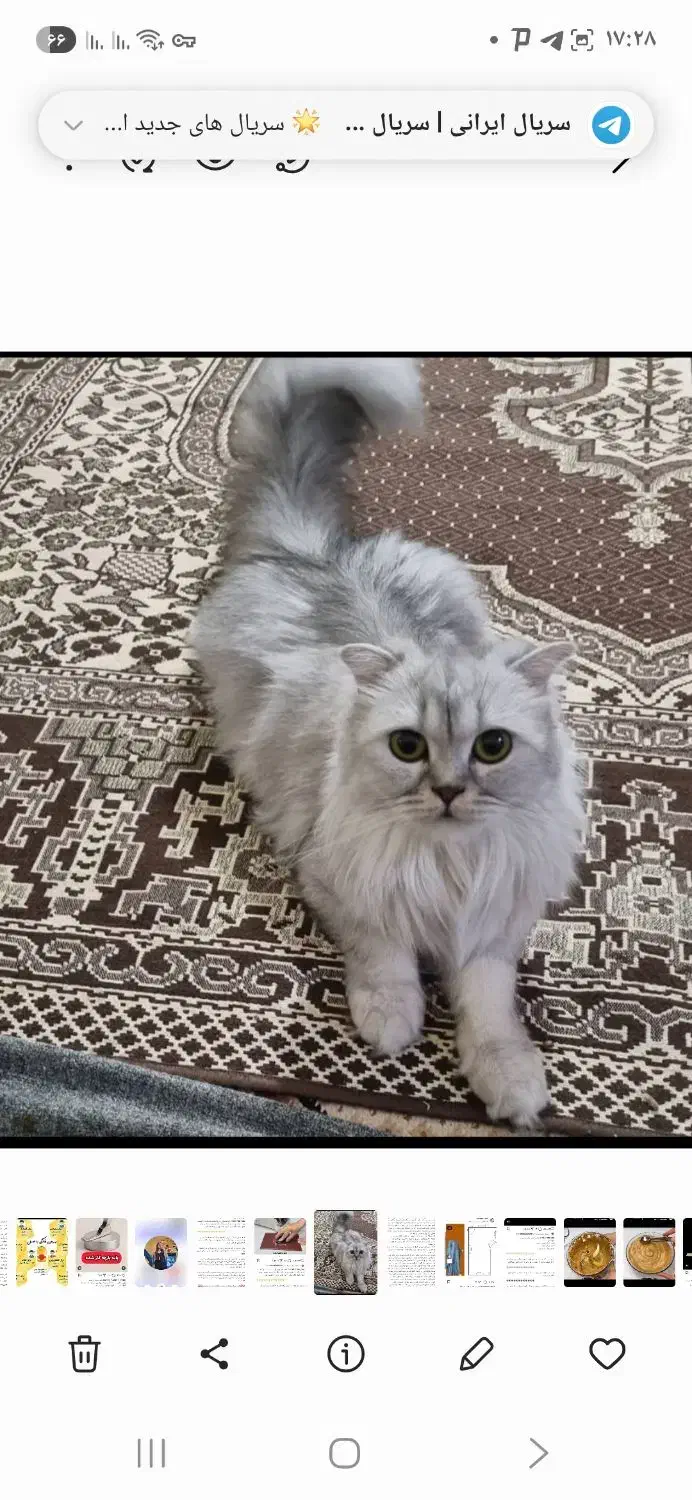 کایلا طوسی دختر کارینا قهوه ای دختر|گربه|شیراز, کرونی(خاتونک)|دیوار