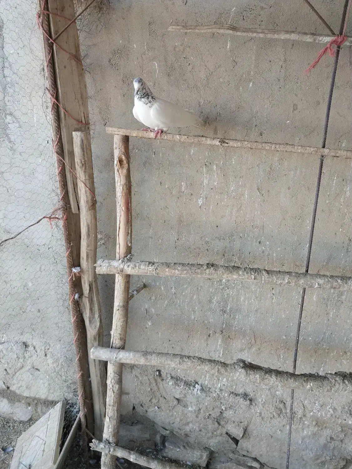 کبوتر پرشی|پرنده|فیروزآباد (آذربایجان), |دیوار