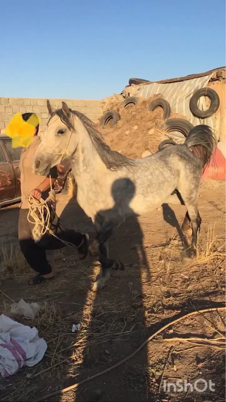 مادیان کرد|اسب و تجهیزات اسب‌سواری|کرمانشاه, |دیوار