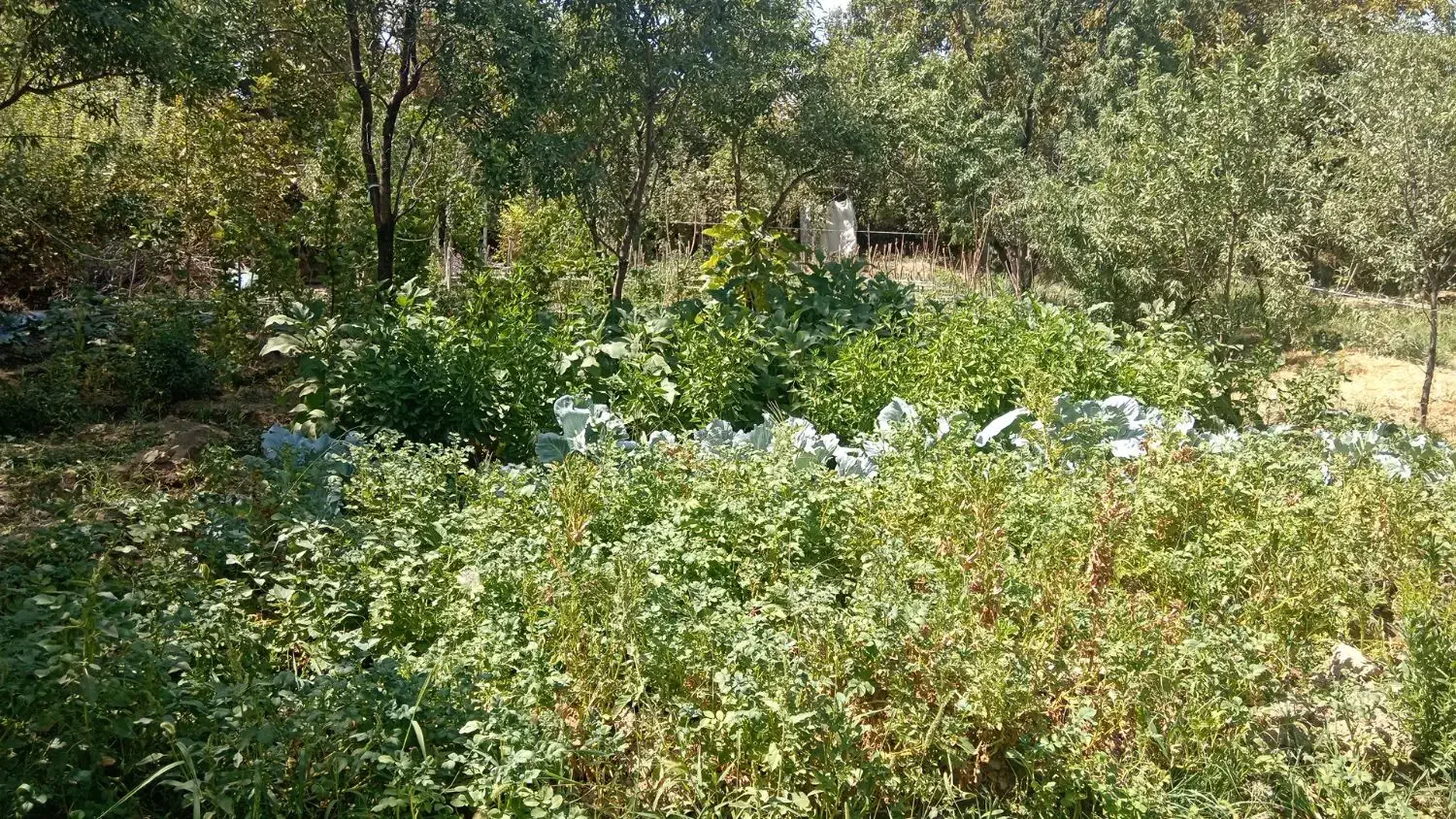 باعچه جمال آباد|فروش زمین و ملک کلنگی|انزل, |دیوار