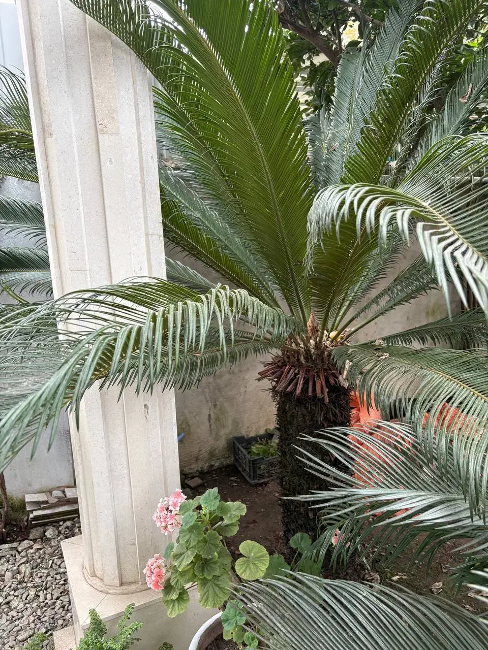 گل سیکاس (چند عدد موجود)|گل و گیاه طبیعی|ماسال, |دیوار