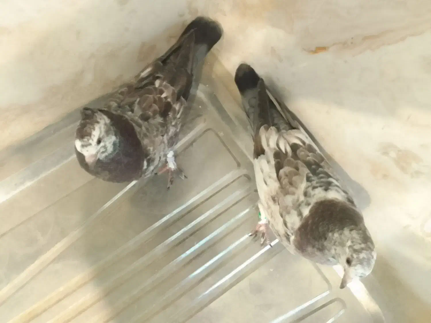 کبوتر|پرنده|محلات, |دیوار