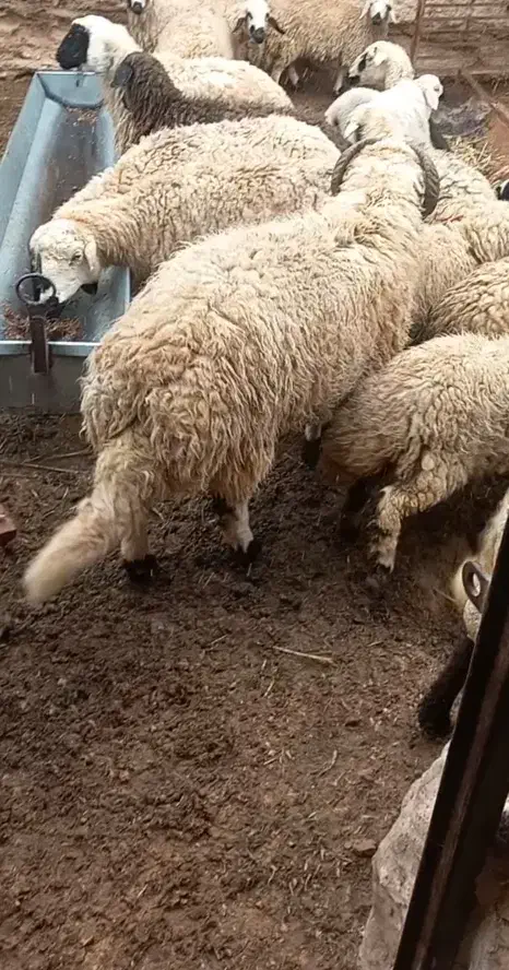 قوچ محلی|حیوانات مزرعه|یزدان شهر, |دیوار