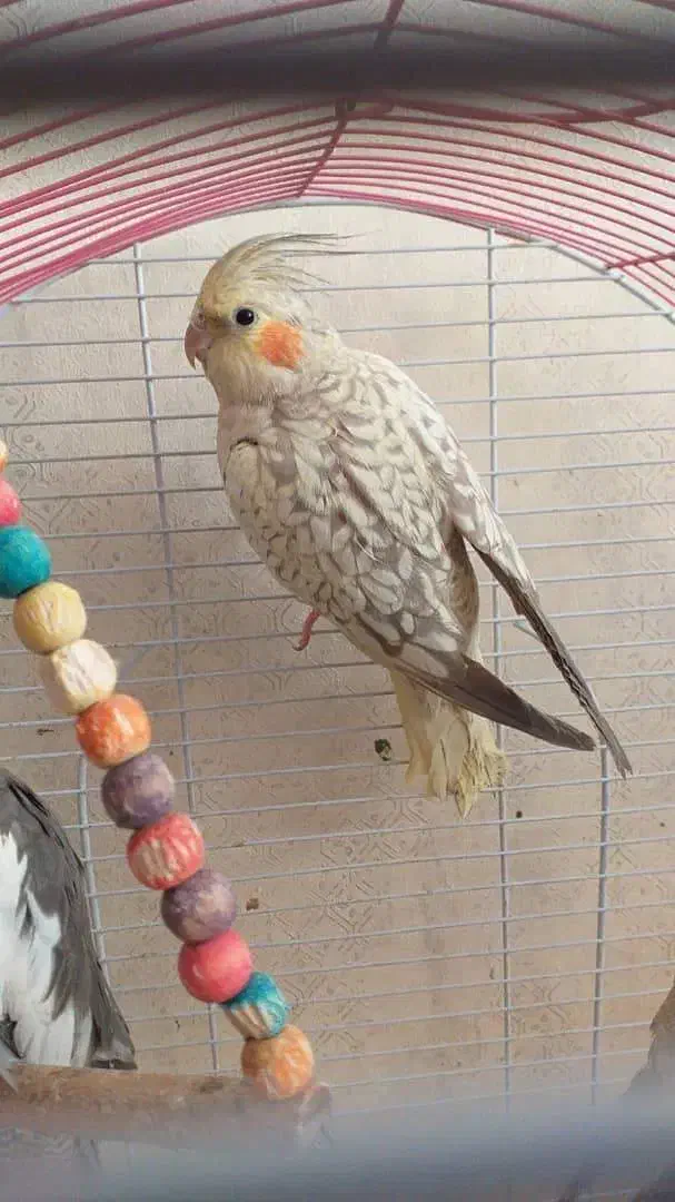 عروس هلندی|پرنده|فلاورجان, |دیوار