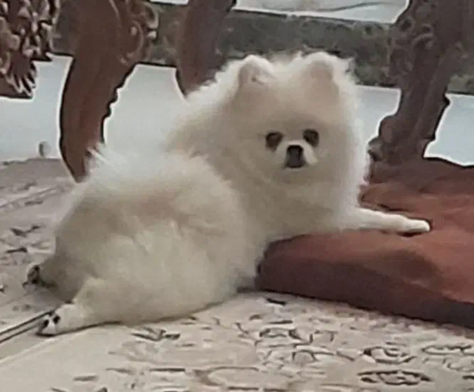 پامرانین خرسی سفید|سگ|یزد, |دیوار