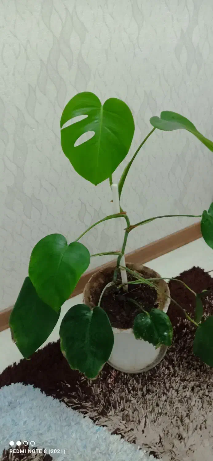 گل برگ انجیری زیبا|گل و گیاه طبیعی|قزوین, |دیوار