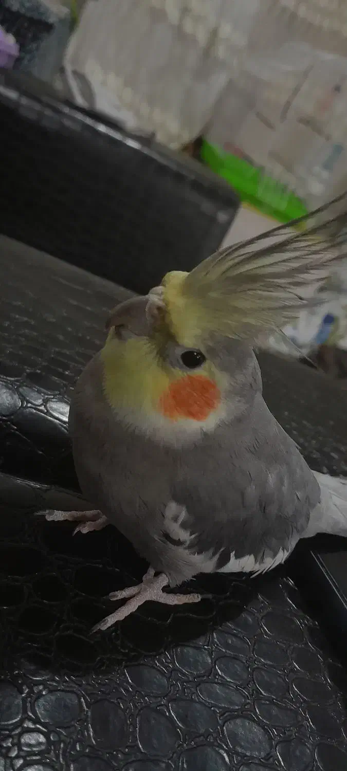 عروس هلندی|پرنده|چاف و چمخاله, |دیوار