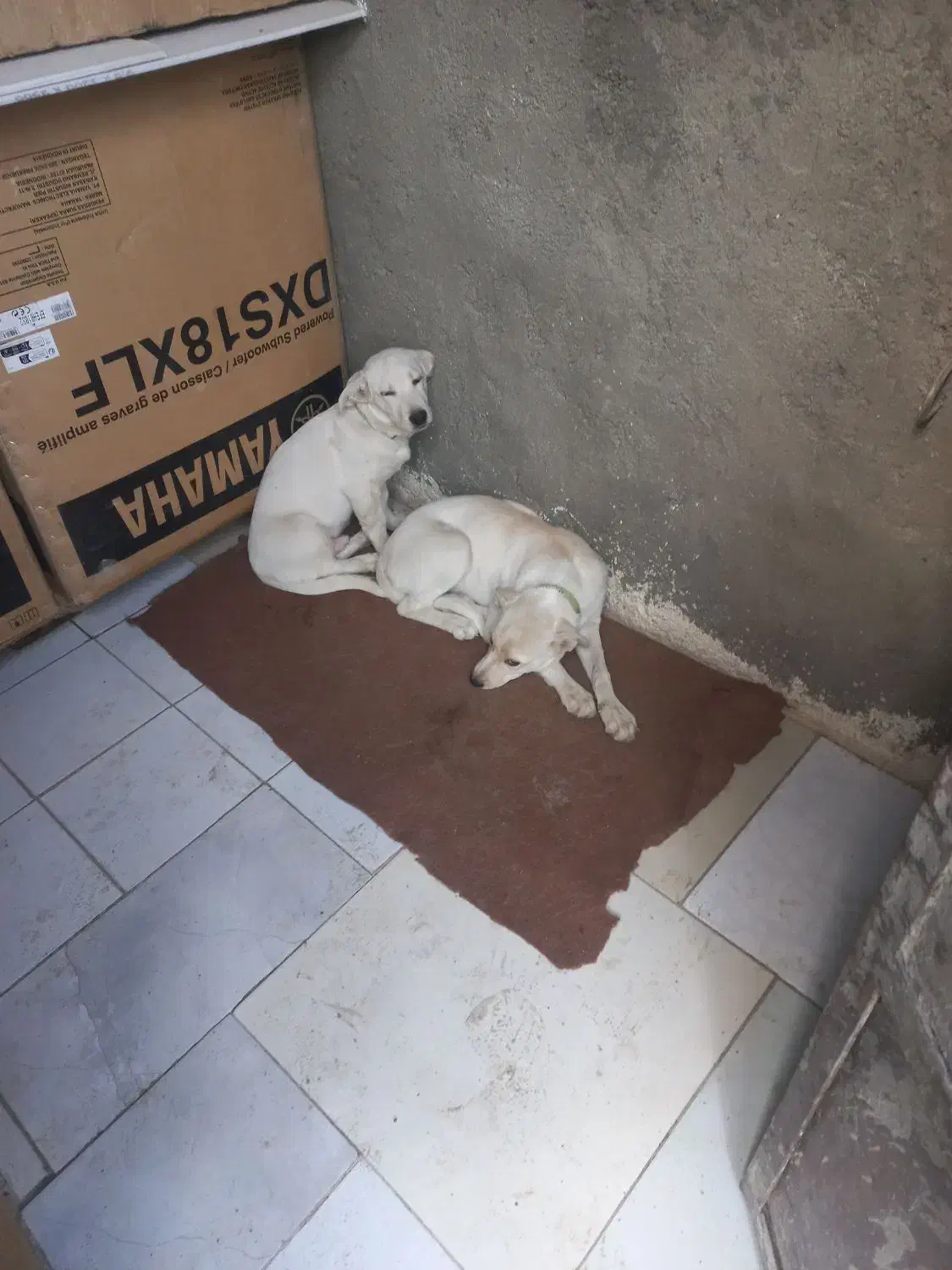 نبود جا|سگ|مشهد, ویلاشهر|دیوار