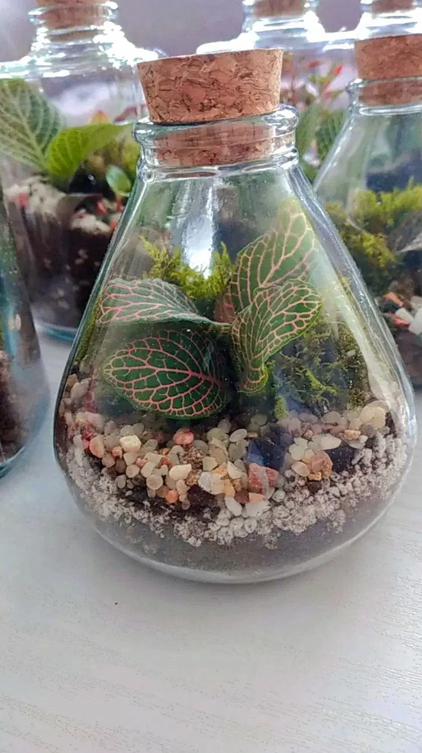 تراریوم گیفت با گل و گیاه طبیعی|گل و گیاه طبیعی|تهران, شهرک ولیعصر شمالی|دیوار