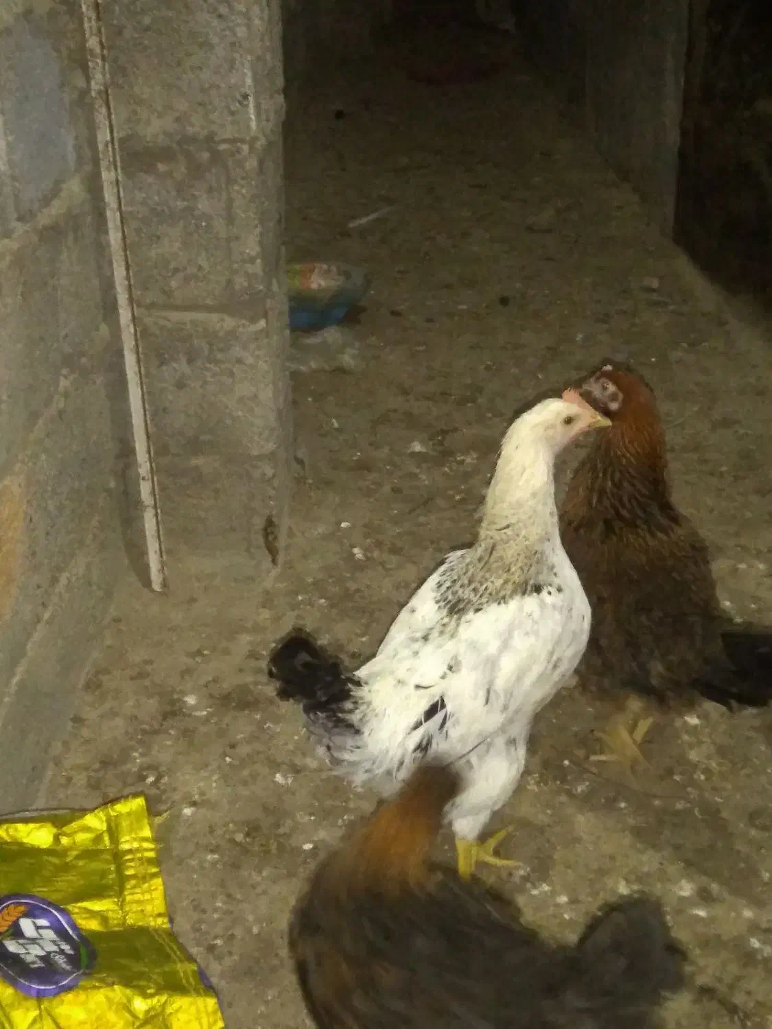 مرغ و خروس|حیوانات مزرعه|رشت, کوی قدس|دیوار