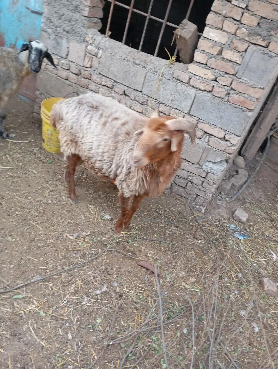 نر قوچ|حیوانات مزرعه|قرق, |دیوار