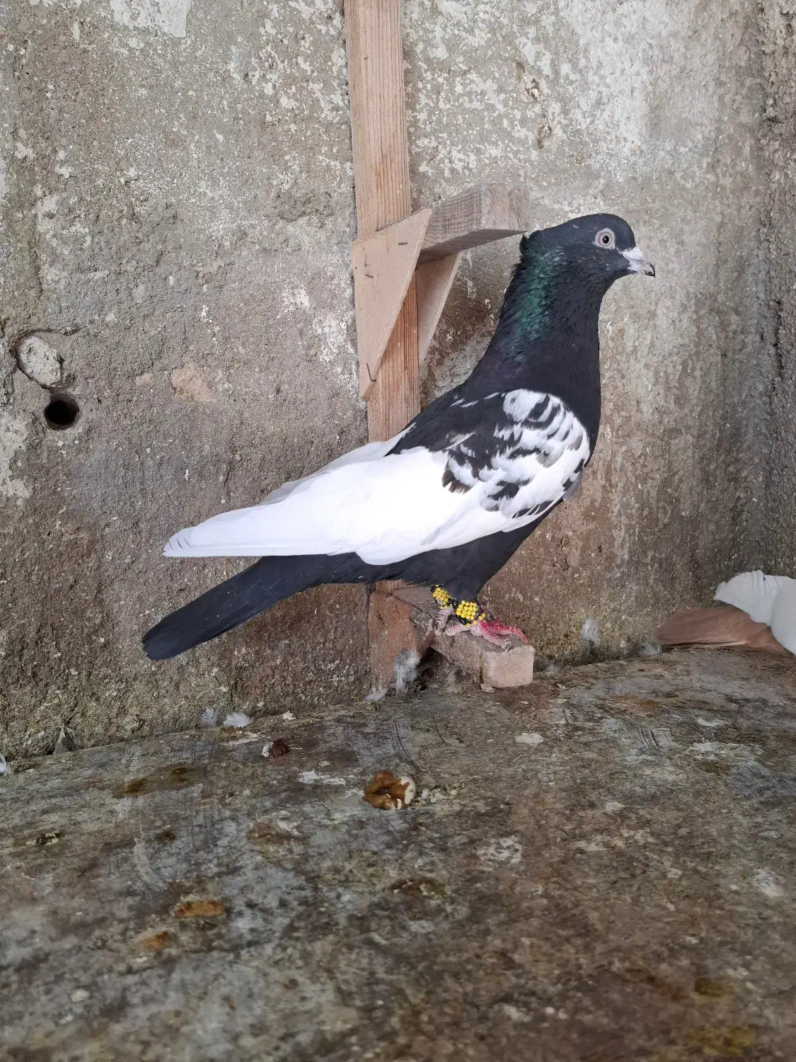 کبوتر سینه ای|پرنده|قیروکارزین, |دیوار