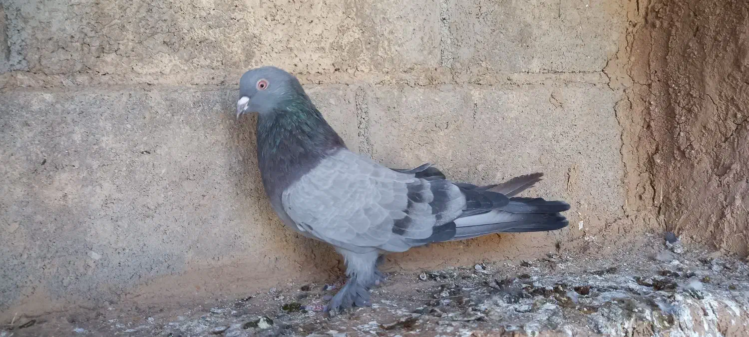 کبوتر|پرنده|فارسان, |دیوار