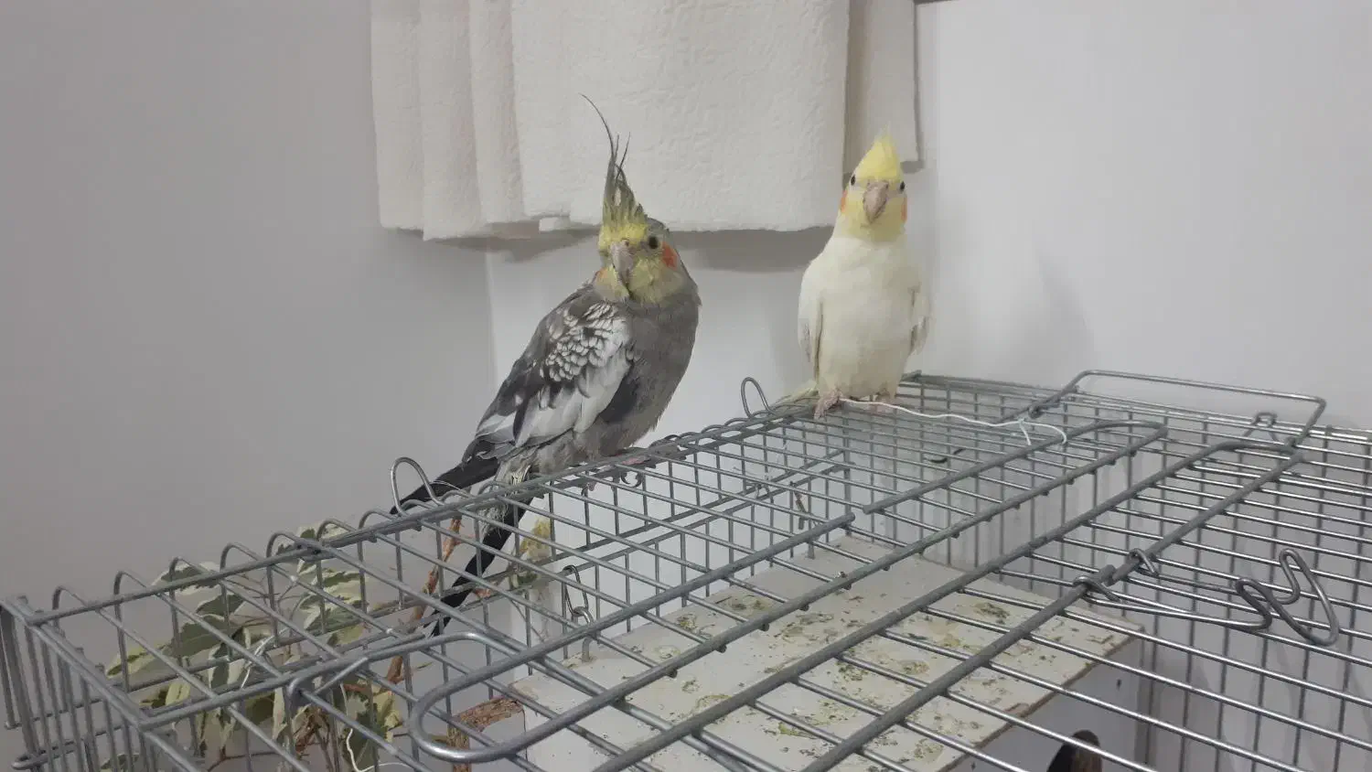 عروس هلندی جوان و دستی|پرنده|قم, پردیسان|دیوار