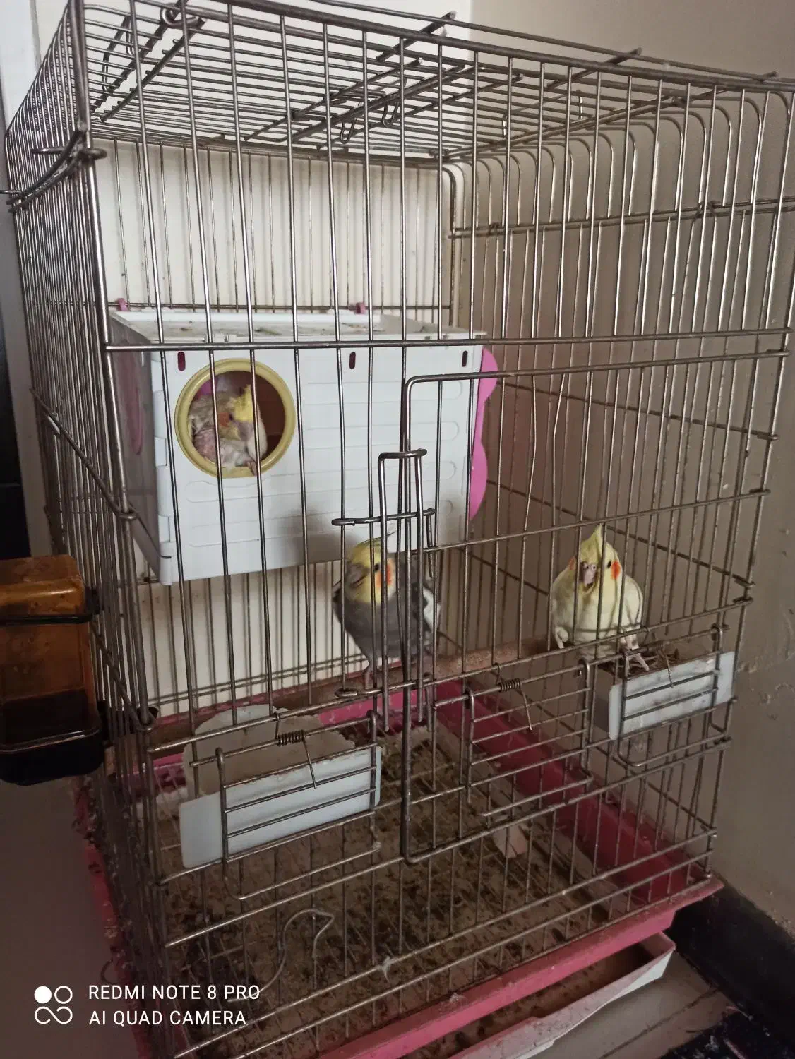 یه جفت عروس هلندی با جوجه|پرنده|شیراز, ابیوردی|دیوار