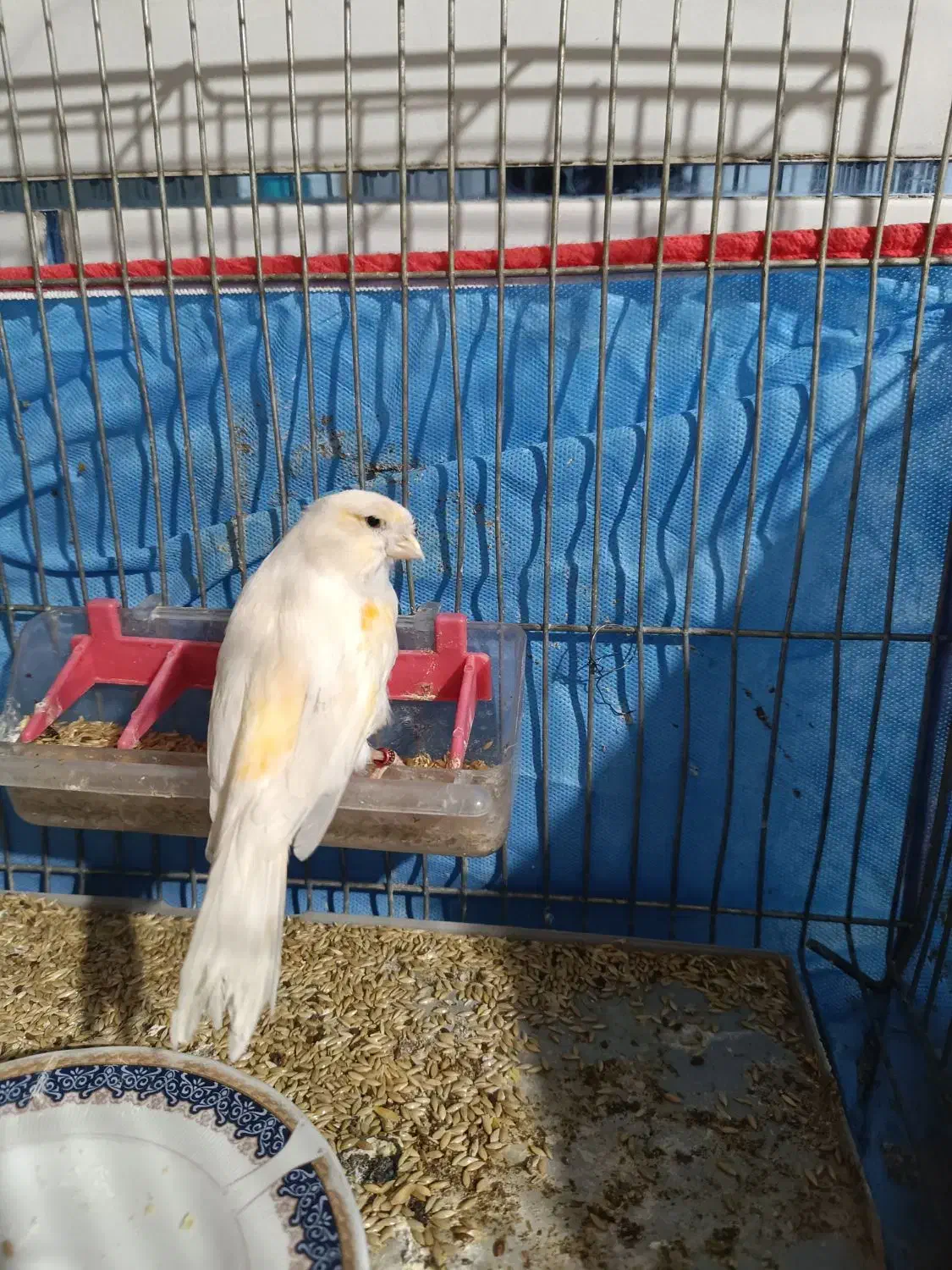 قناری ماده موزایکی آماده آماده|پرنده|شیراز, سیاه سنگ|دیوار