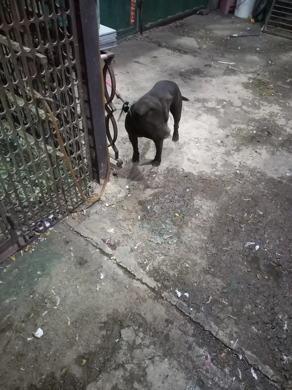 پیدا شده|سگ|چهاردانگه (تهران), |دیوار