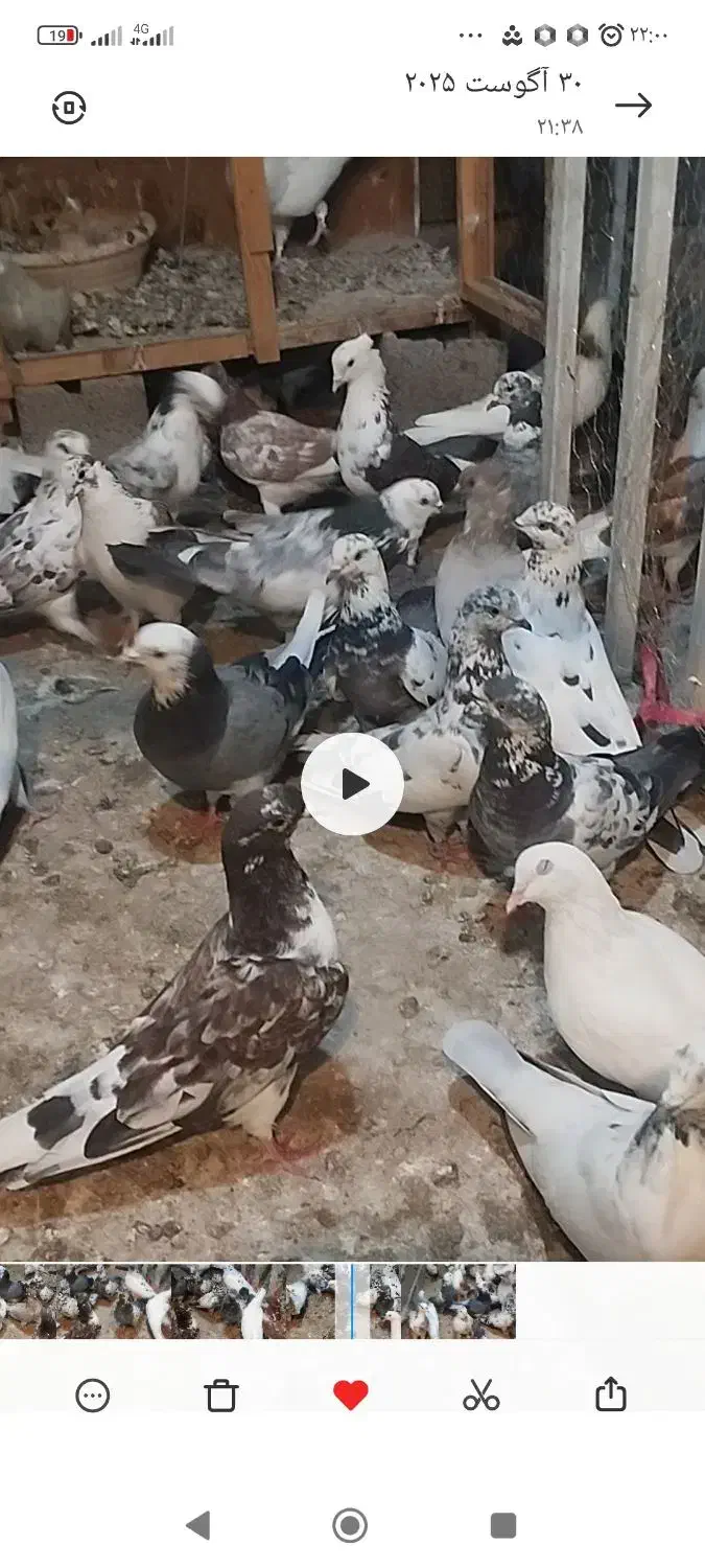 کبوتر|پرنده|آبعلی, |دیوار