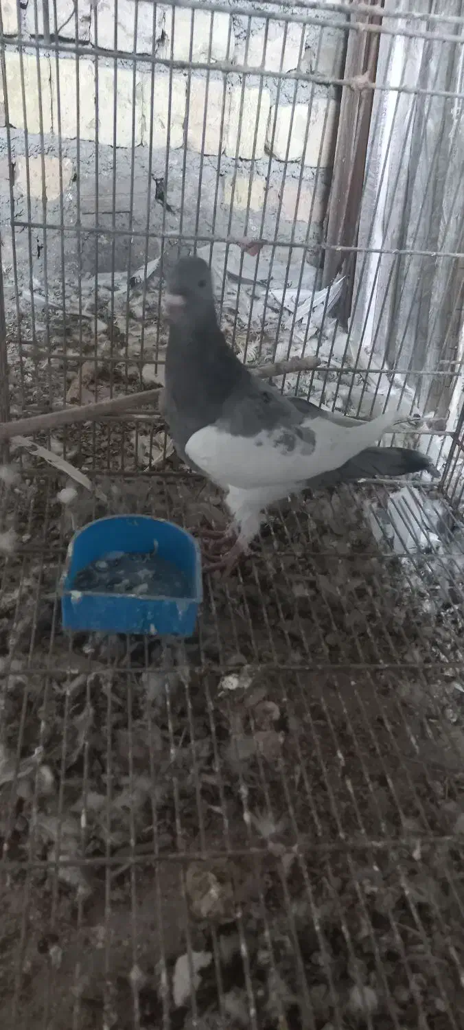 یهودی کبود نر|پرنده|قزوین, |دیوار