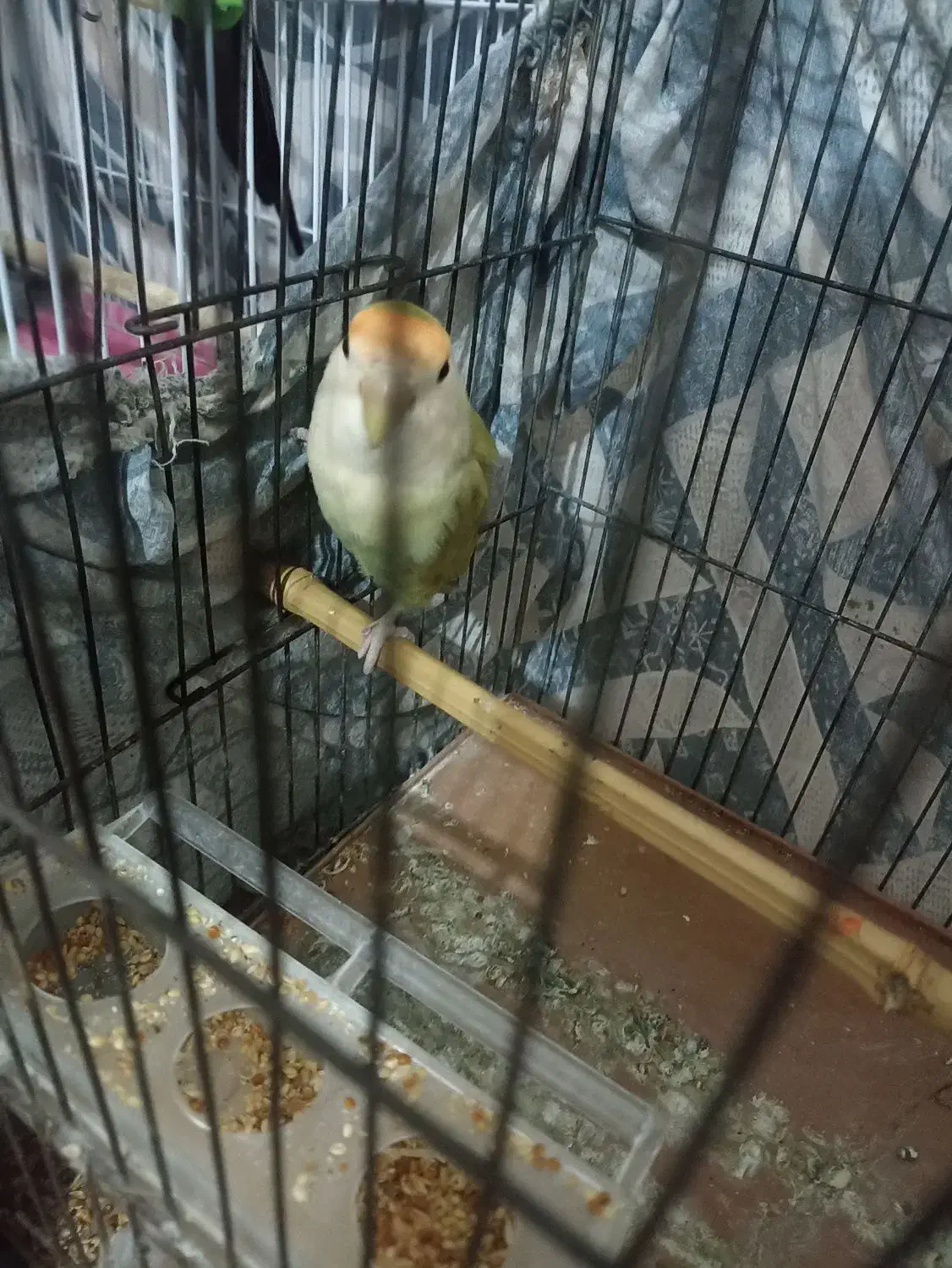 طوطی برزیلی|پرنده|شاندرمن, |دیوار