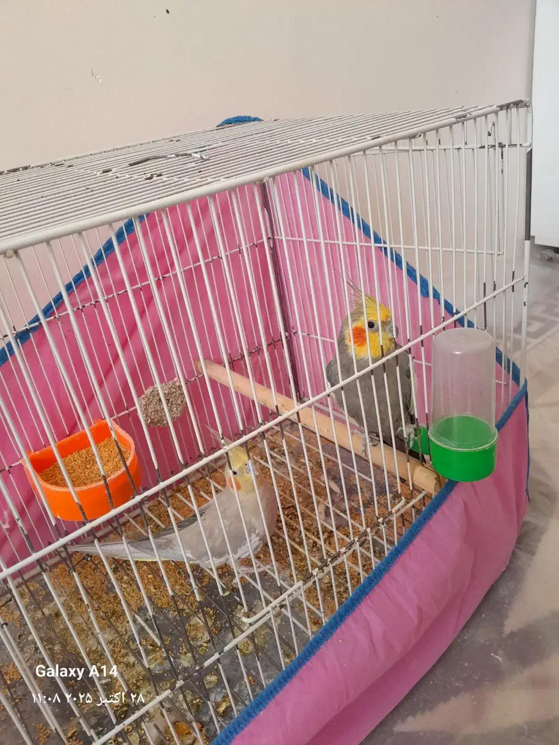 دوتا عروس هلندی نرماده سالم|پرنده|تربتحیدریه, نواب صفوی|دیوار