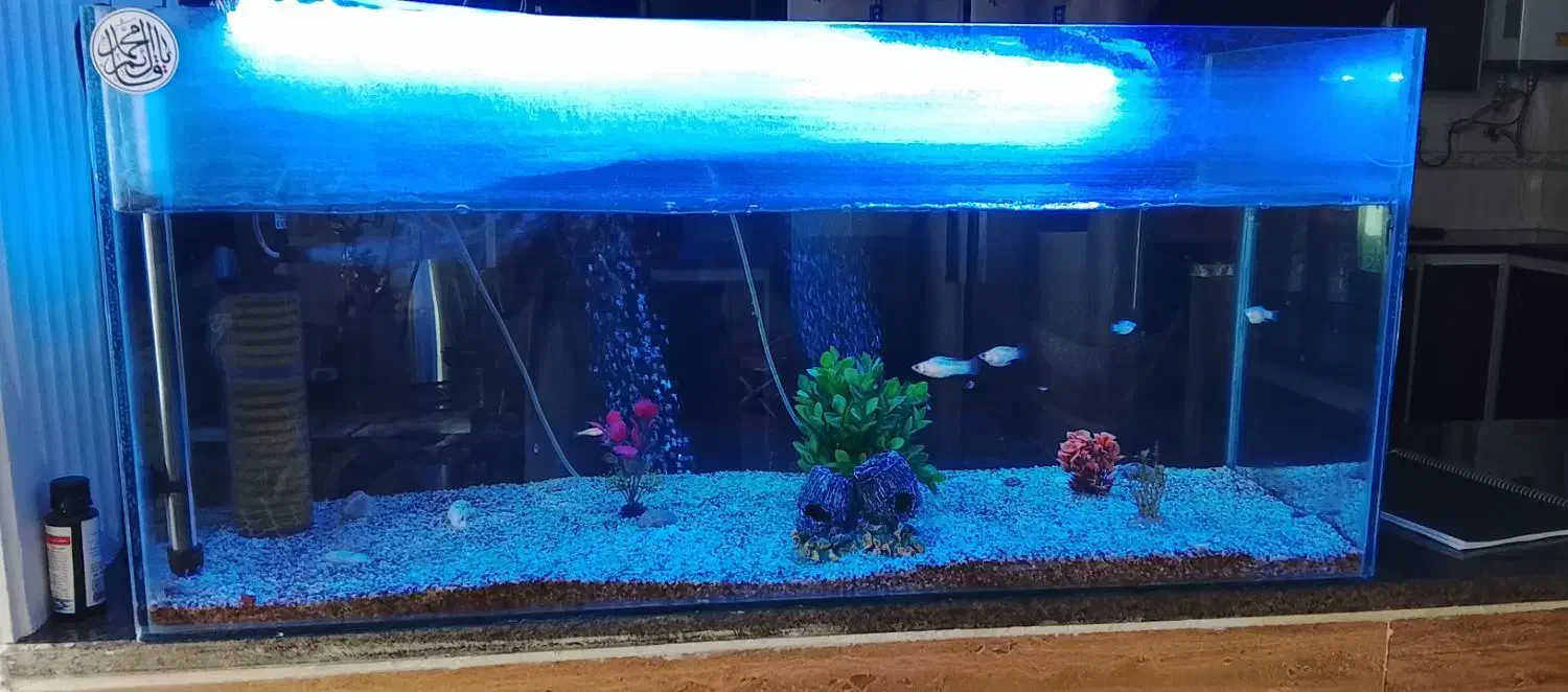 اکفاریوم|ماهی|سیرجان, |دیوار