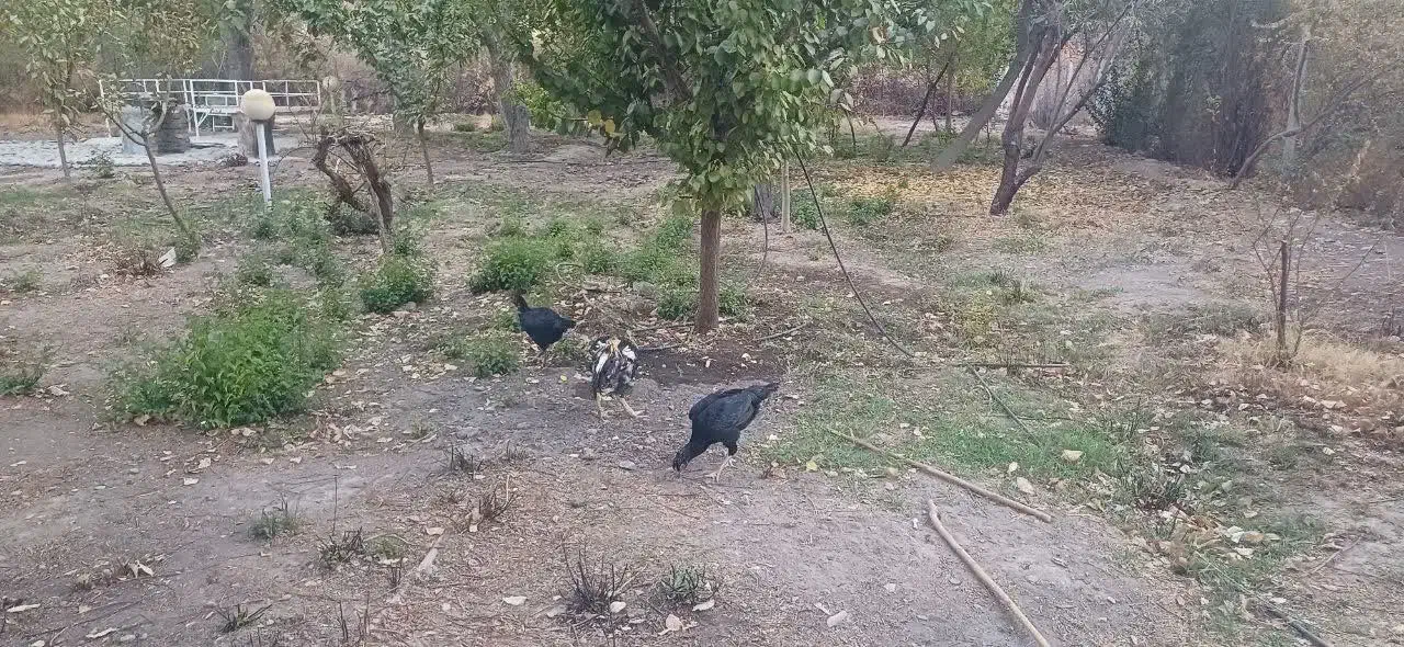 لاری اوشامو جوجه لاری بوقلمون|حیوانات مزرعه|کرج, شهرک نهال و بذر|دیوار