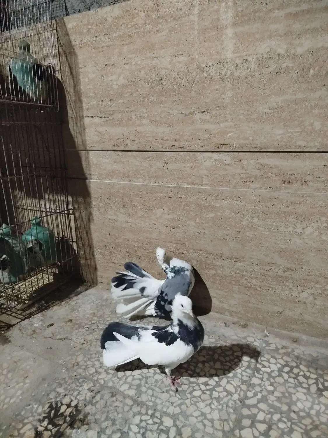 چتری|پرنده|آران و بیدگل, |دیوار