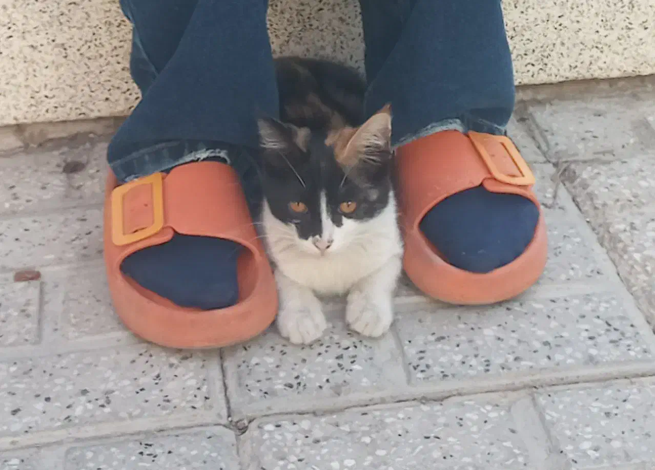 گربه گمشده|گربه|تربت جام, فاز ۱ فرهنگیان|دیوار