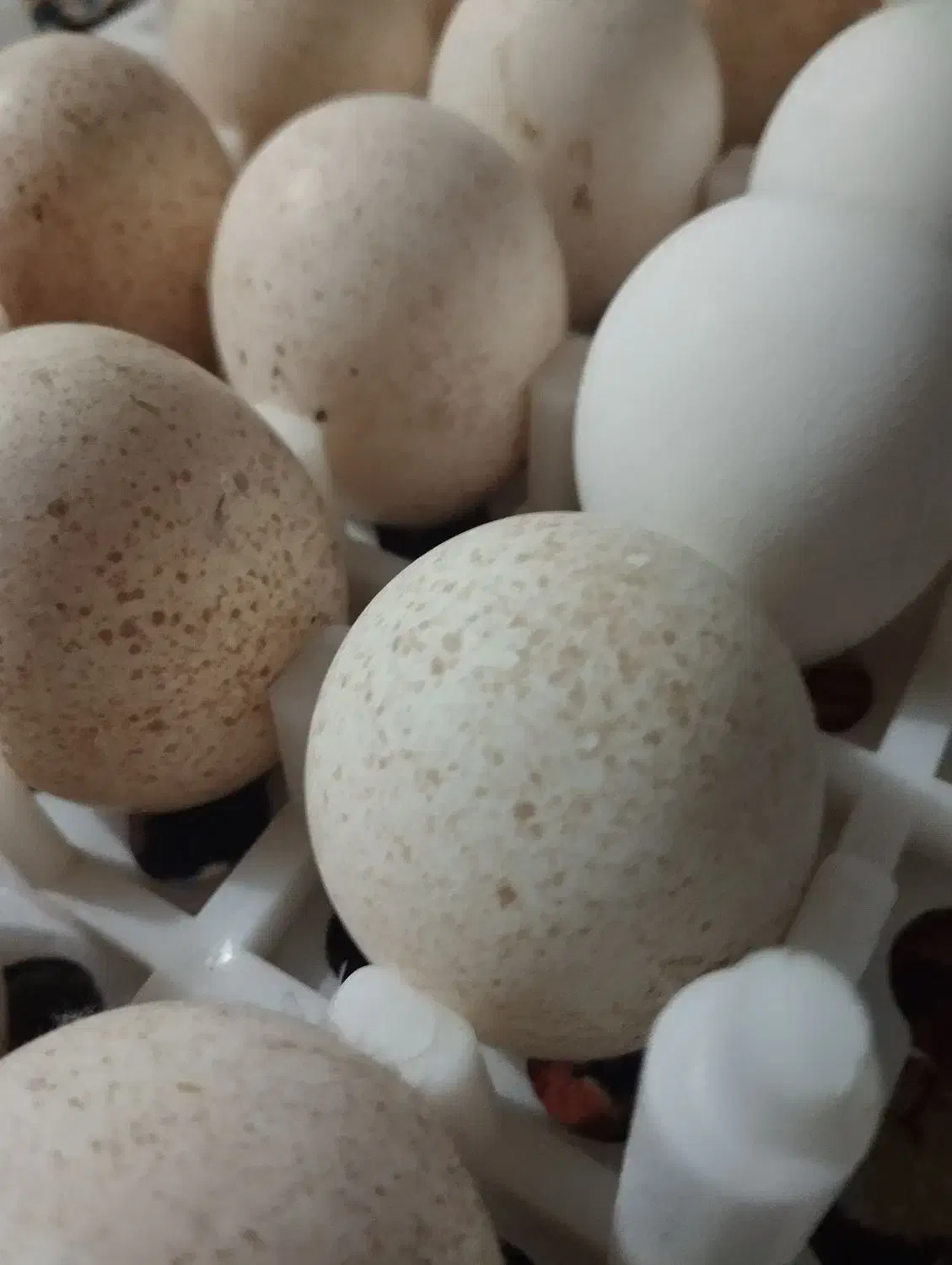 تخم بوقلمون|حیوانات مزرعه|تربت جام, حافظ|دیوار