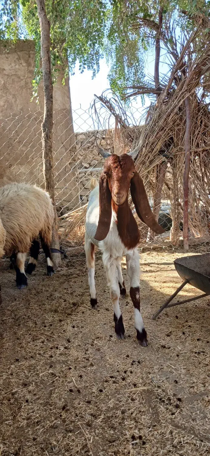 بزو کهره|حیوانات مزرعه|اهرم, |دیوار