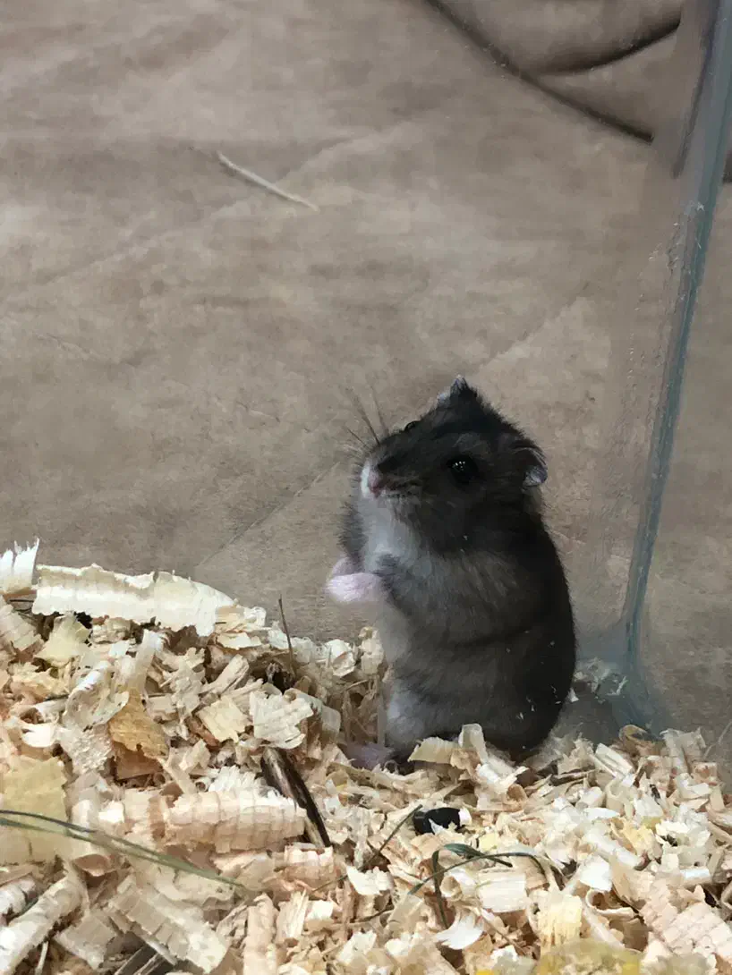 همستر دستی نژاد کپل|موش و خرگوش|گنبد کاووس, |دیوار