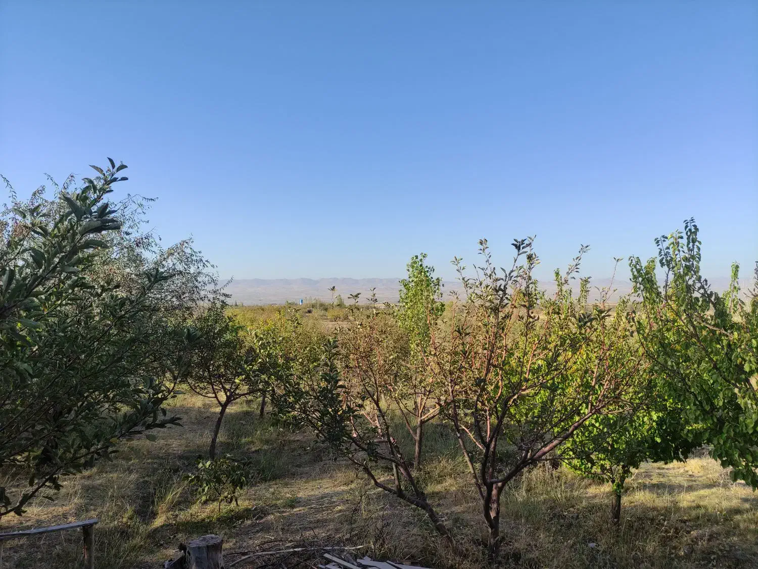 باغ جاده فرودگاه 3کیلومتری شهر|فروش دفتر صنعتی، کشاورزی، تجاری|زنجان, |دیوار