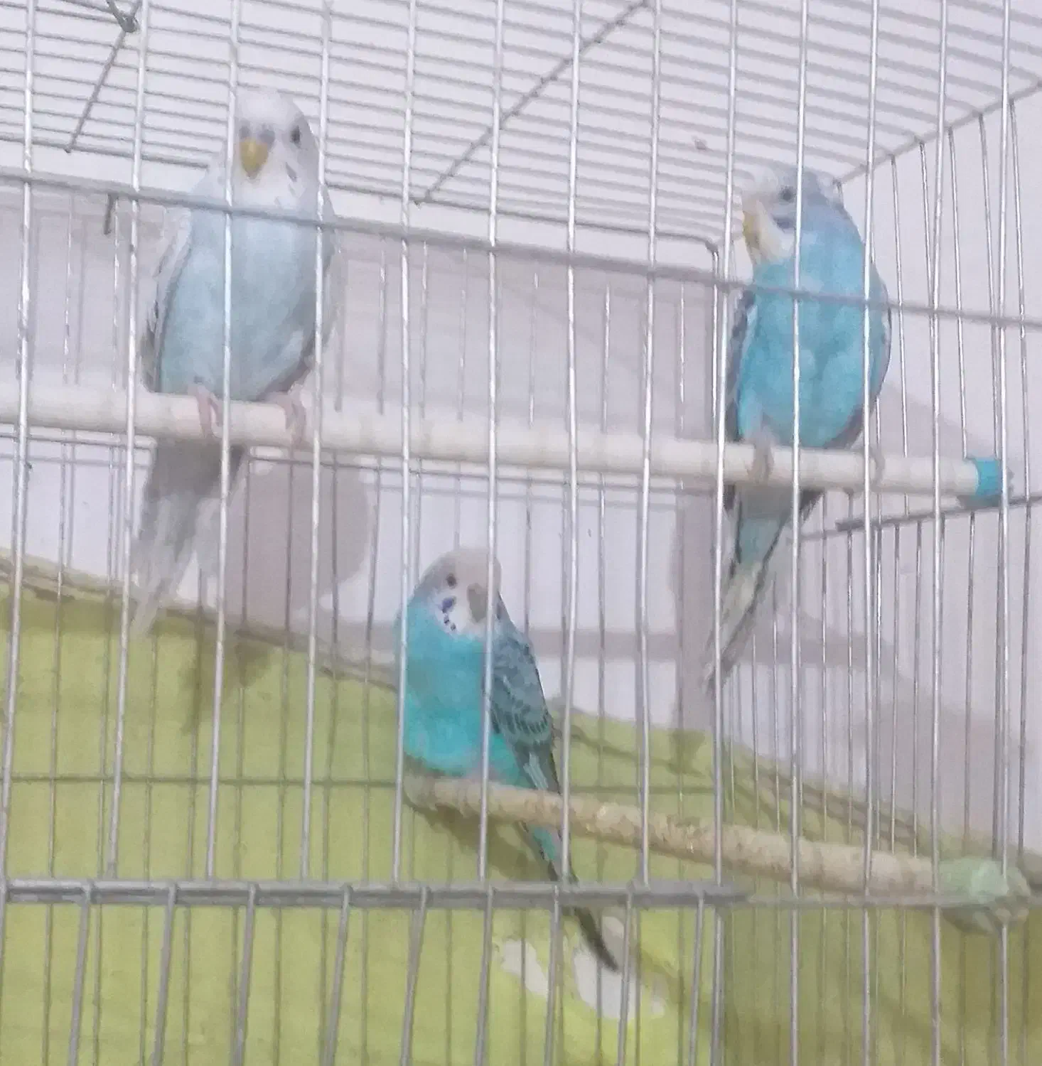 مرغ عشق آماده جوجه کشی|پرنده|ری, ظهیرآباد|دیوار