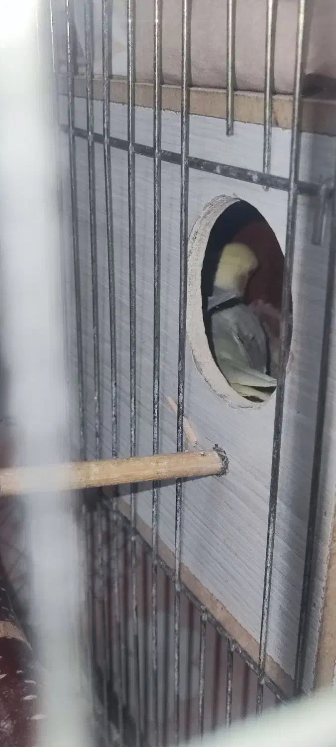 عروس هلندی|پرنده|تهران, تهرانپارس جنوبی|دیوار