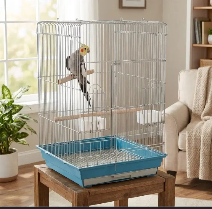 2500|پرنده|نورآباد, |دیوار