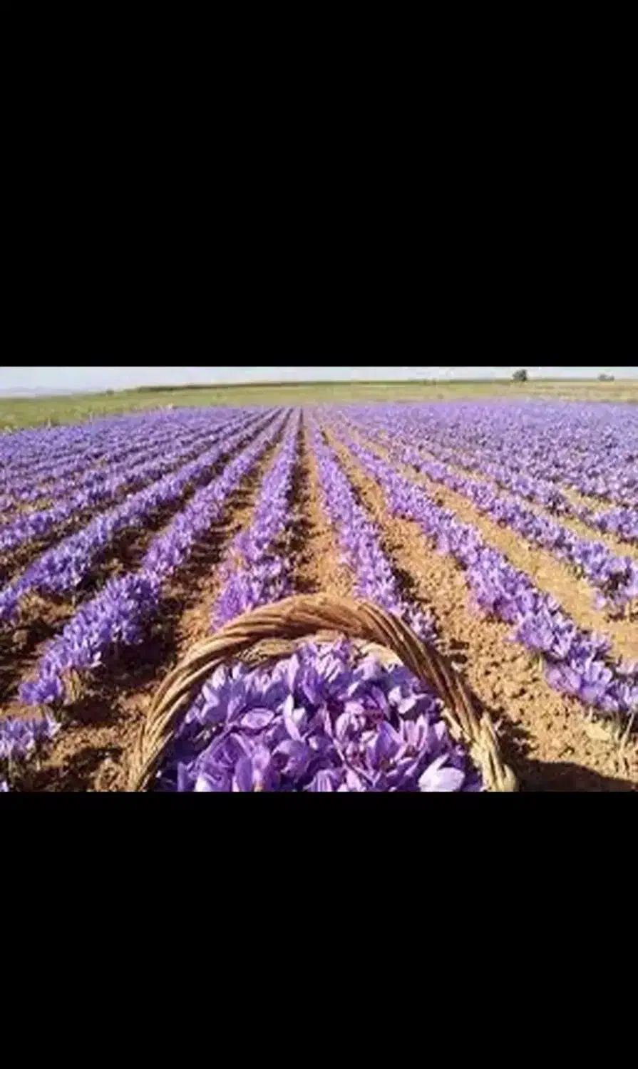 درجه یک درجه یک اعلا زعفران تربت حیدریه|خوردنی و آشامیدنی|گرگان, |دیوار